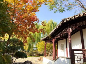 京西人家門(mén)口兒的秋季美景,再不欣賞便已遠(yuǎn)去