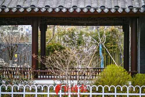 尋找濟南最美春天 春花配古建 社區感受古典園林氣息